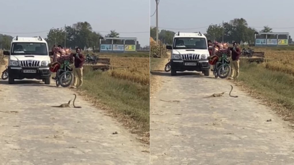 Snake and Mongoose fierce fight on road stops traffic shocking viral video