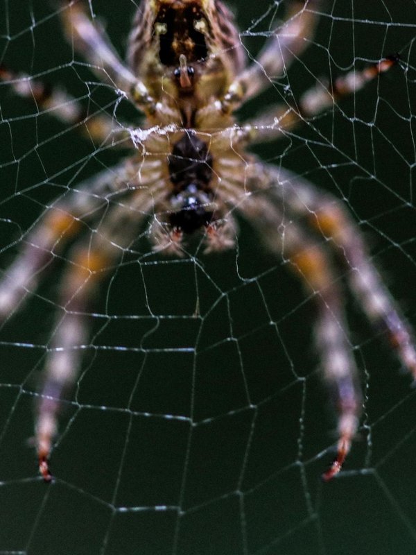 Spider web in house Vastu
