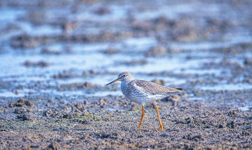 Spotted Redshank