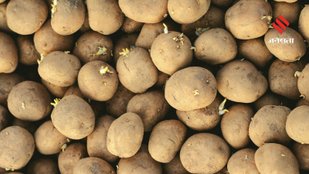 Sprouted Potatoes Contain Toxic Compound Know the Hidden Dangers