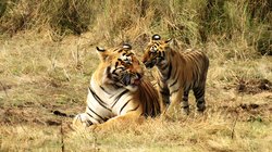 देश में लगातार हो रहीं बाघों की मौत, दस साल में 1200 से ज्यादा ने गंवा दी जान