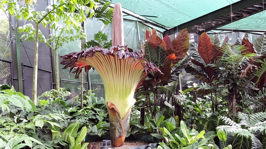 Titan Arum