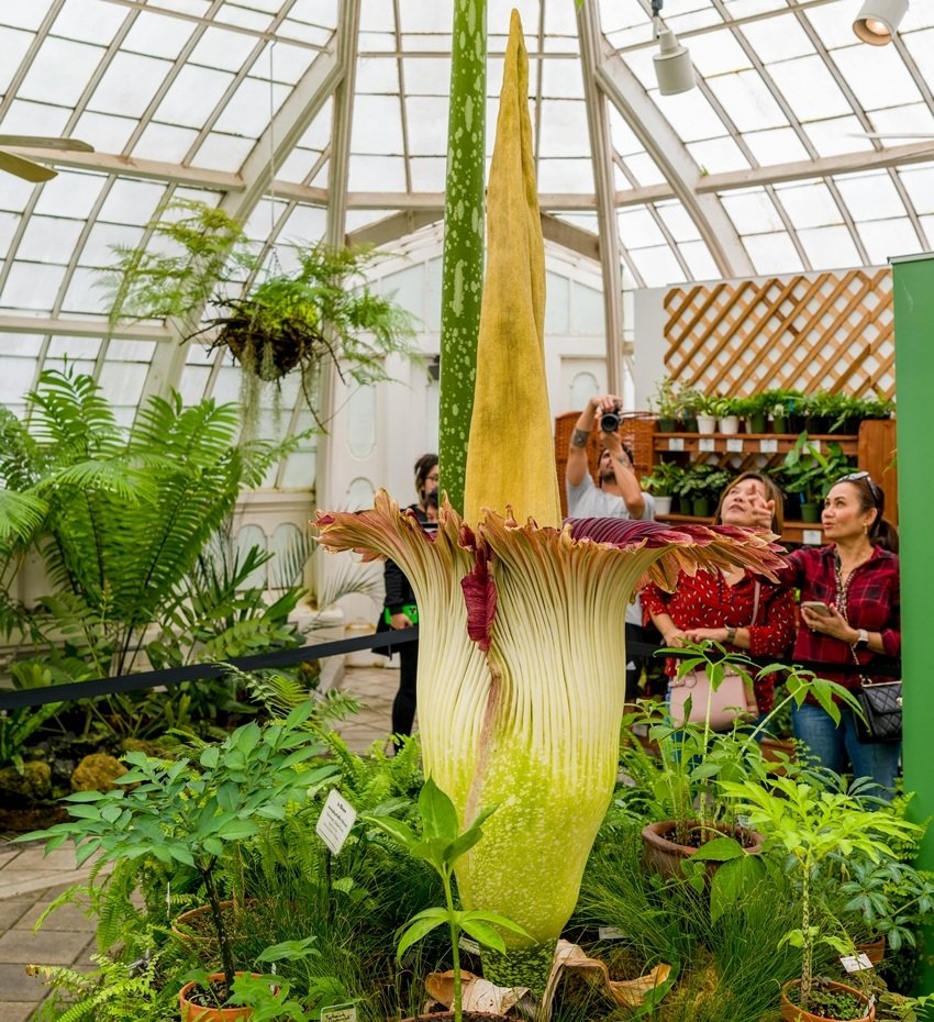 Titan Arum