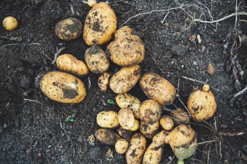 Toxic compounds in sprouted potatoes