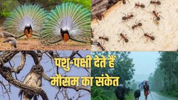 विचार: मोर के नाचने से होती है बारिश, चीटियां देती हैं सूखे का संकेत; विज्ञान ने माना अंधविश्वास नहीं थीं ग्रामीण परंपराएं