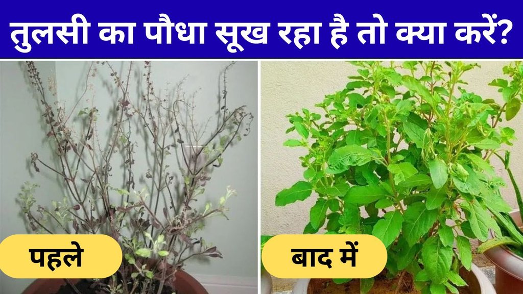 Tulsi ke paudhe ko sardi mein kaise bachaye | how to save tulsi plant from drying winter | sukhe hue tulsi ke paudhe ko hara bhara kaise karen