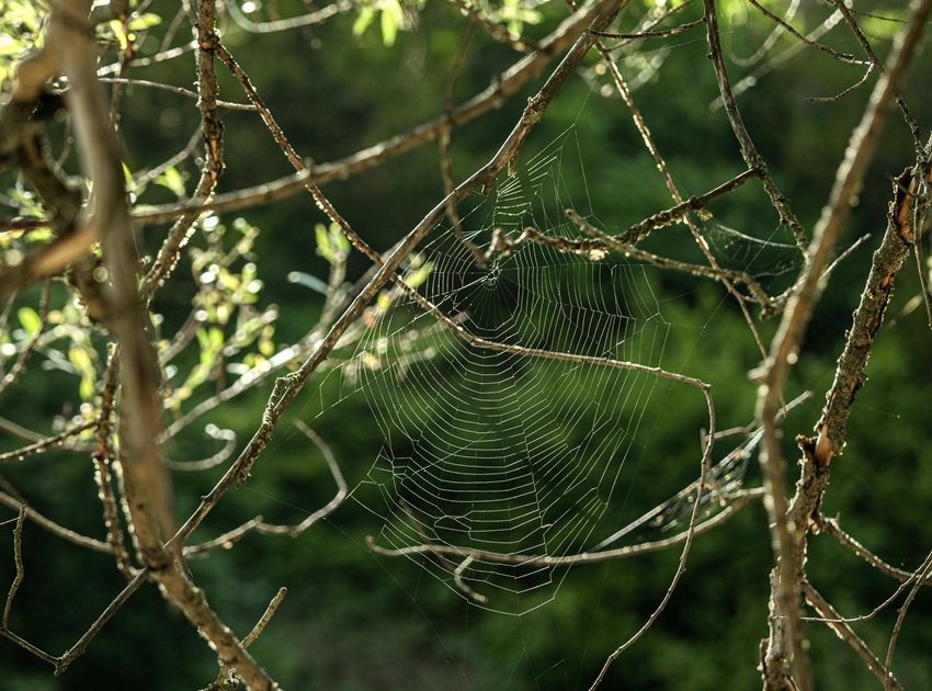 Ukrain Dpider Web Tree Decorations