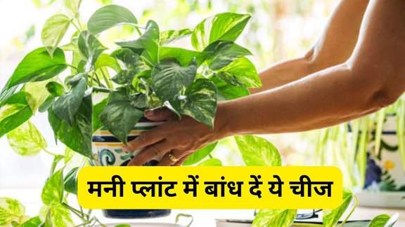 Vastu tips for money plant, money plant vastu tips, money plant vastu shastra, vastu shastra for money plant, money plant ke liye vastu, vastu tips, vastu shastra, vastu tips, money plant remedy for wealth, money plant lakshmi tips, money plant me kya baandhe, मनी प्लांट वास्तु उपाय, money plant good luck tips, vastu tips for wealth, money plant ke totke, vastu plants for prosperity, lucky plant vastu tips, money plant remedies in hindi, maa Laxmi ko kaise khush kare, maa Laxmi ko khush karne ke upay