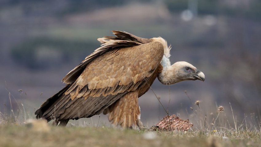 Vulture, Vulture population in india, jatayu