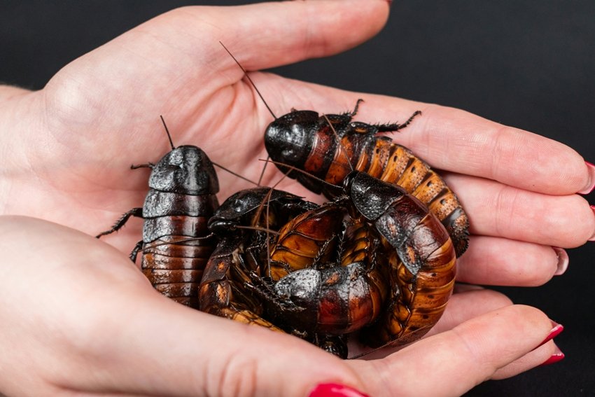 Why Cockroach Milk Is Being Called a Superfood