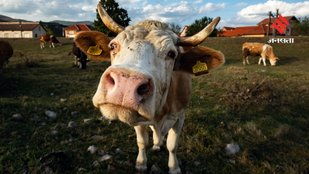 Why Does Uruguay Have More Cows Than People