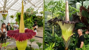 Why the Titan Arum Attracts Thousands Despite Its Rotting-Flesh Odor