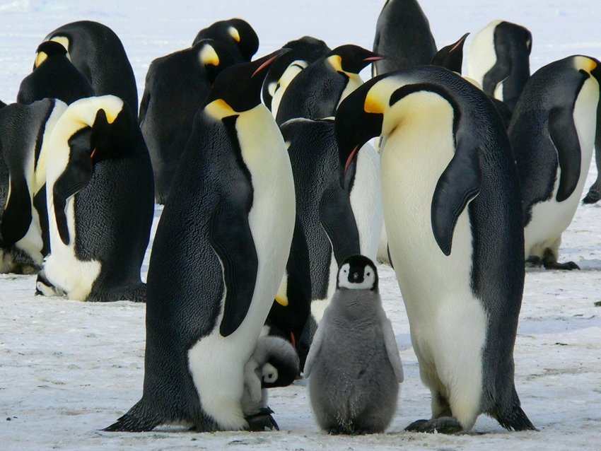 Why you should not touch penguins