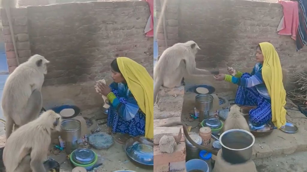 Woman Feeds Monkeys with Love Viral Video Showcases Indian Culture Woman Feeds Monkeys with Love Viral Video Showcases Indian Culture