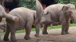 Elephant, Baby Elephant, Baby Elephant viral video