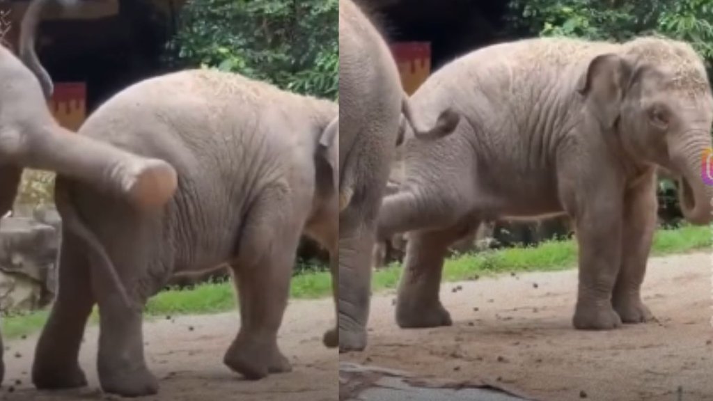 Elephant, Baby Elephant, Baby Elephant viral video Elephant, Baby Elephant, Baby Elephant viral video