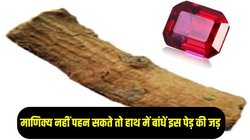 माणिक्य नहीं पहन सकते तो हाथ में बांधें इस पेड़ की जड़, सूर्य देव की कृपा से चमकेगा करियर और कारोबार
