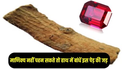 माणिक्य नहीं पहन सकते तो हाथ में बांधें इस पेड़ की जड़…