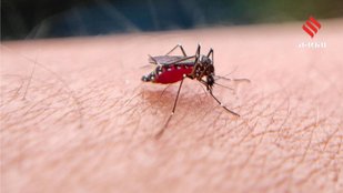 best natural mosquito repellent for indoors