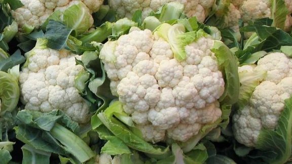 insects in cauliflower, cauliflower insects, cauliflower worms