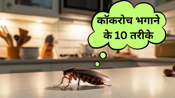 Cockroach kaise bhagaye | Pest control cockroaches | How to get rid of roaches in house fast