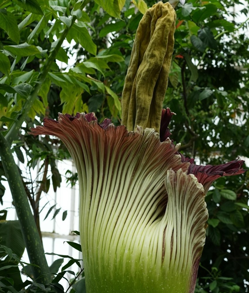 corpse flower