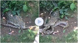 viral video, video viral, crocodile, python, crocodile vs python