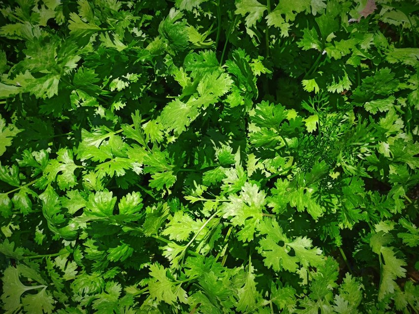 dry mouth even after drinking water