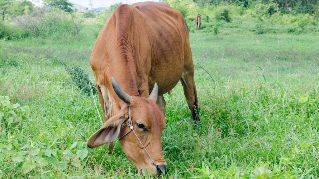 gaye ko roti khilane ke fayde, gaye ko roti khilane ke niyam, gaye ko roti khilane me n kare ye galtiya, gaye ko roti khilane se kya hota hai,gay ko gud roti khilane ke fayde, kali gay ko roti dena, bad effects of feeding stale food to cow,negative effects of feeding stale food to cow, what happes if we feed stale or leftover food to cow,cow ko basi ya jhutha khana khilane ke bure prabhav,cow ko basi ya jhutha khana khilane ke nakaratmak prabhav,cow ko basi ya jhutha khana khilane se kya hota hai