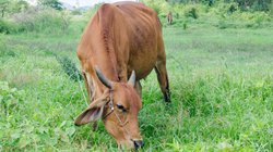 गाय को कभी न खिलाएं इस तरह की रोटी, सुख-समृद्धि में आ सकती है कमी, पड़ेगा अशुभ प्रभाव