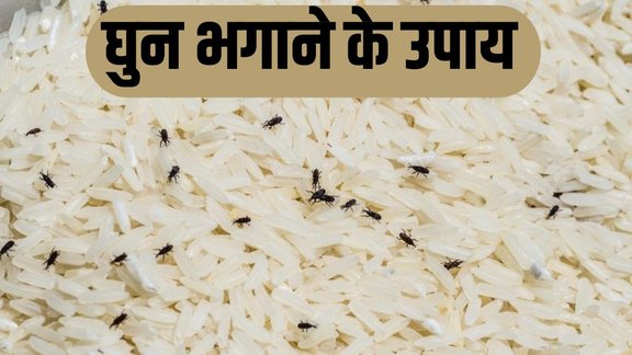 gehu ko ghun se kaise bachaye, protect grain from weevils, chawal ko kide se kaise bachaye