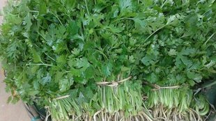 grow dhaniya plant, coriander plants in pot