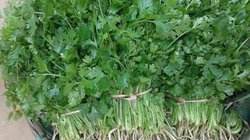 सर्दियों में घर पर ऐसे उगाएं हरा-भरा धनिया, इस तरह गमले में भी हो जाएगा तैयार