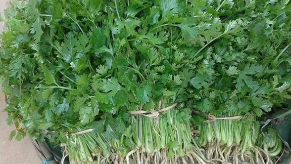 grow dhaniya plant, coriander plants in pot