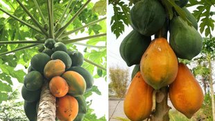 grow papaya tree, grow papaya tree from seeds, papite ka paudha, papite ka paudha kaise lagaen