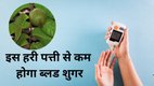 amarood ke patte ke fayde, blood sugar kam karne ke upay, guava leaves for diabetes, diabetes control karne ke gharelu upay,amarood ke patte diabetes mein, blood sugar level kaise kam kare, natural sugar control tips, amarood ke patte se blood sugar kaise kam hota hai, diabetes mein amarood ke patte ka istemal, guava leaf tea benefits, diabetes home remedy hindi, ayurvedic treatment for diabetes, blood sugar natural control hindi, guava leaves, benefits of guava, benefits of guava leaves, tips to control blood sugar, diabetes, diabetes diet tips