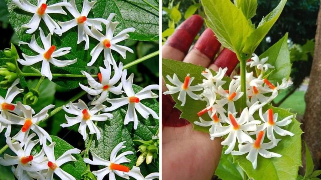 harsingar plant in pot, Grow Parijat or Harsingar at home , Grow Parijat at home