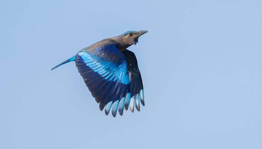 indian roller 1