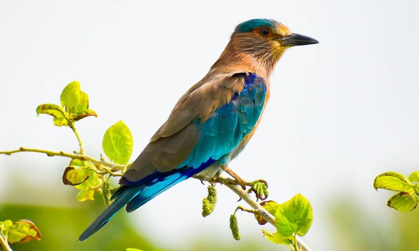 indian roller