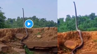 King Cobra, Cobra, Snake, Viral, Trending, 2025