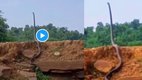 King Cobra, Cobra, Snake, Viral, Trending, 2025