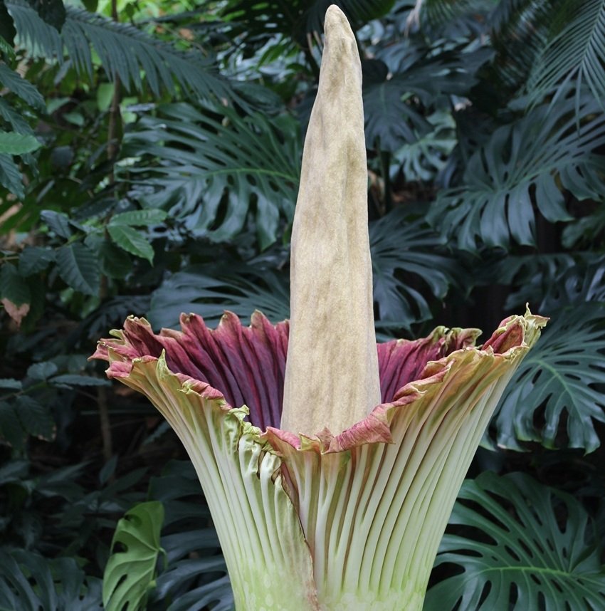 largest inflorescence flower
