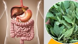 लिवर और किडनी के लिए अमृत है बथुआ, सर्दी में रोज़ 100 ग्राम खाएं तो शरीर से सारे टॉक्सिन होंगे बाहर, आयुर्वेद में इस साग को बताया है दवा