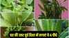 Plant Vastu: घर की उत्तर पूर्व दिशा में लगाएं ये 4 पौधे, मां लक्ष्मी की रहेगी विशेष कृपा, धन- समद्धि और सौभाग्य की होगी प्राप्ति