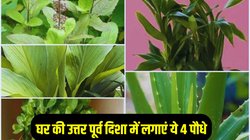Plant Vastu: घर की उत्तर पूर्व दिशा में लगाएं ये 4 पौधे, मां लक्ष्मी की रहेगी विशेष कृपा, धन- समद्धि और सौभाग्य की होगी प्राप्ति