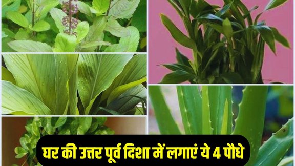 Vastu Plants For Money, Lucky Plats