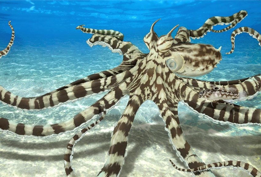 mimic octopus