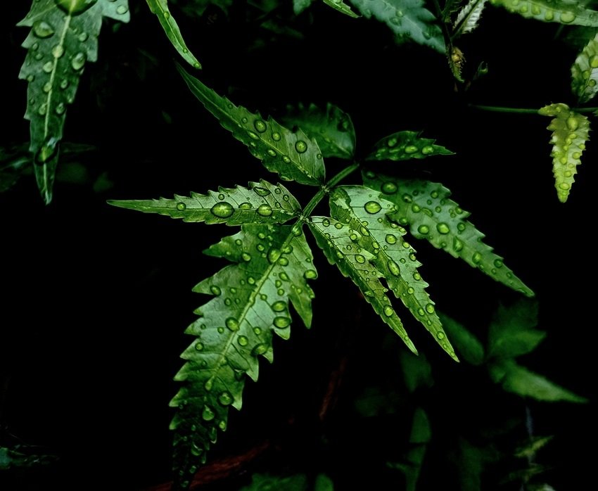 natural ways to repel mosquitoes