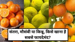 संतरा, मौसंबी या किन्नू, इम्यूनिटी बढ़ाने के लिहाज़ से किसे खाना है सबसे ज्यादा बेहतर? जानिए यहां