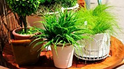 दिल्ली-एनसीआर में सांस लेना मुश्किल, खतरनाक स्तर पर पहुंचा AQI, ऑक्सीजन बढ़ाने वाले पौधों की मांग में तीन गुना इजाफा